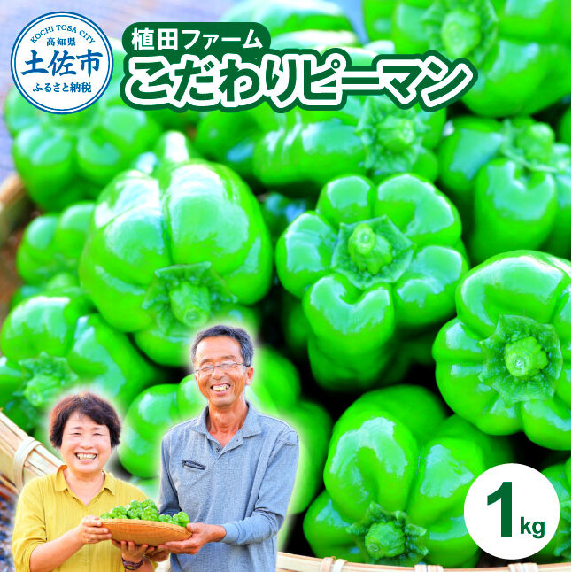 【先行予約】高知県産 植田ファームのこだわりピーマン 1kg〈2026年10月1日～2027年6月下旬〉 ピーマン 甘い 新鮮野菜 サラダ 野菜 おかず 詰め合わせ 絶品 お取り寄せ 美味しい 料理 