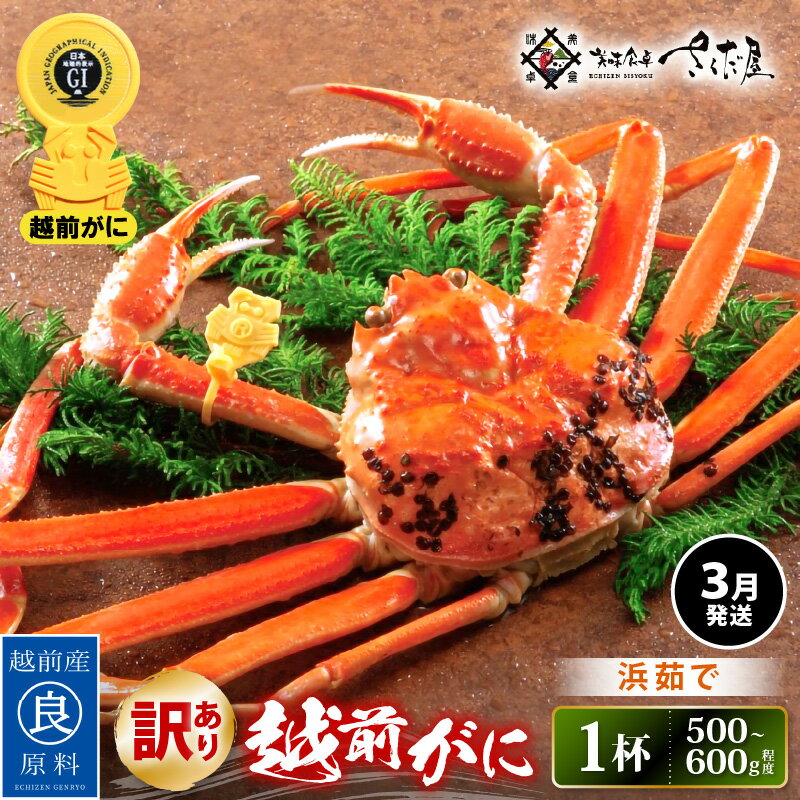 【ふるさと納税】【訳あり】≪浜茹で≫越前がに 約500〜600g × 1杯（茹で前重量） 食べ方しおり付き【3月発送】【雄 ズワイガニ ずわいがに かに カニ 蟹 姿 ボイル 福井県】希望日指定可 備考欄に希望日をご記入ください [e04-x021_03]
