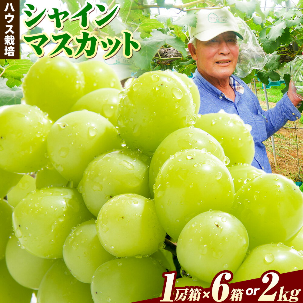 【ふるさと納税】ぶどう【2025年発送】岡山県備前市産 樹上完熟 シャインマスカット(ハウス栽培) 選べる内容量 1房箱×6箱 約2kg フルーツパークびぜん《8月中旬-9月中旬頃出荷》岡山県 備前市 樹上完熟 シャインマスカット マスカット ハウス栽培 葡萄 フルーツ 果物