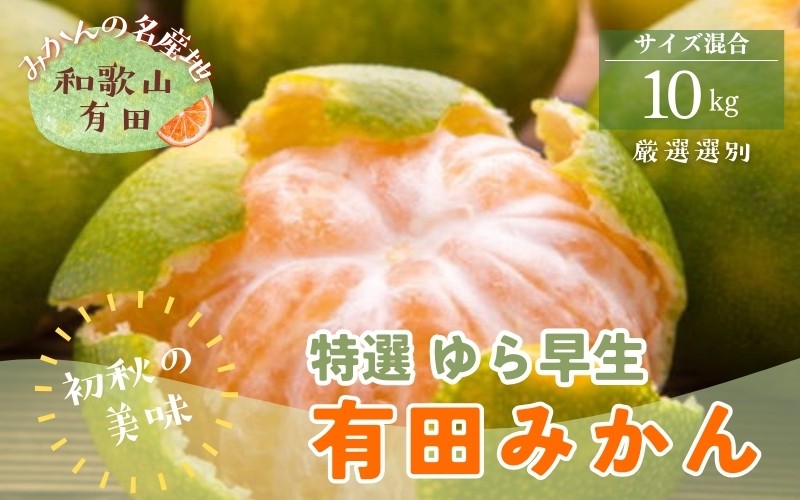 
                  【先行予約】【2026年10月発送】特選　ゆら早生有田みかん　約10kg+200g(傷み補償分) ※2026年10月中旬～11月上旬頃に順次発送予定  ※北海道・沖縄・離島配送不可 / みかん ミカン 果物 フルーツ 柑橘 和歌山 有田みかん 由良 ゆら早生 【ard235A】
                
