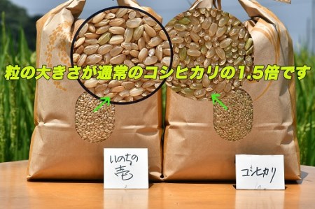 1118　三重県産いのちの壱「斎王米」10kg　コメ お米 10キロ 白米 ご飯 伊勢市産 伊勢志摩 精米発送 粘りが強い 甘味 旨味 お弁当 おにぎり 冷めてもおいしい 米粒が大きい 下村農園