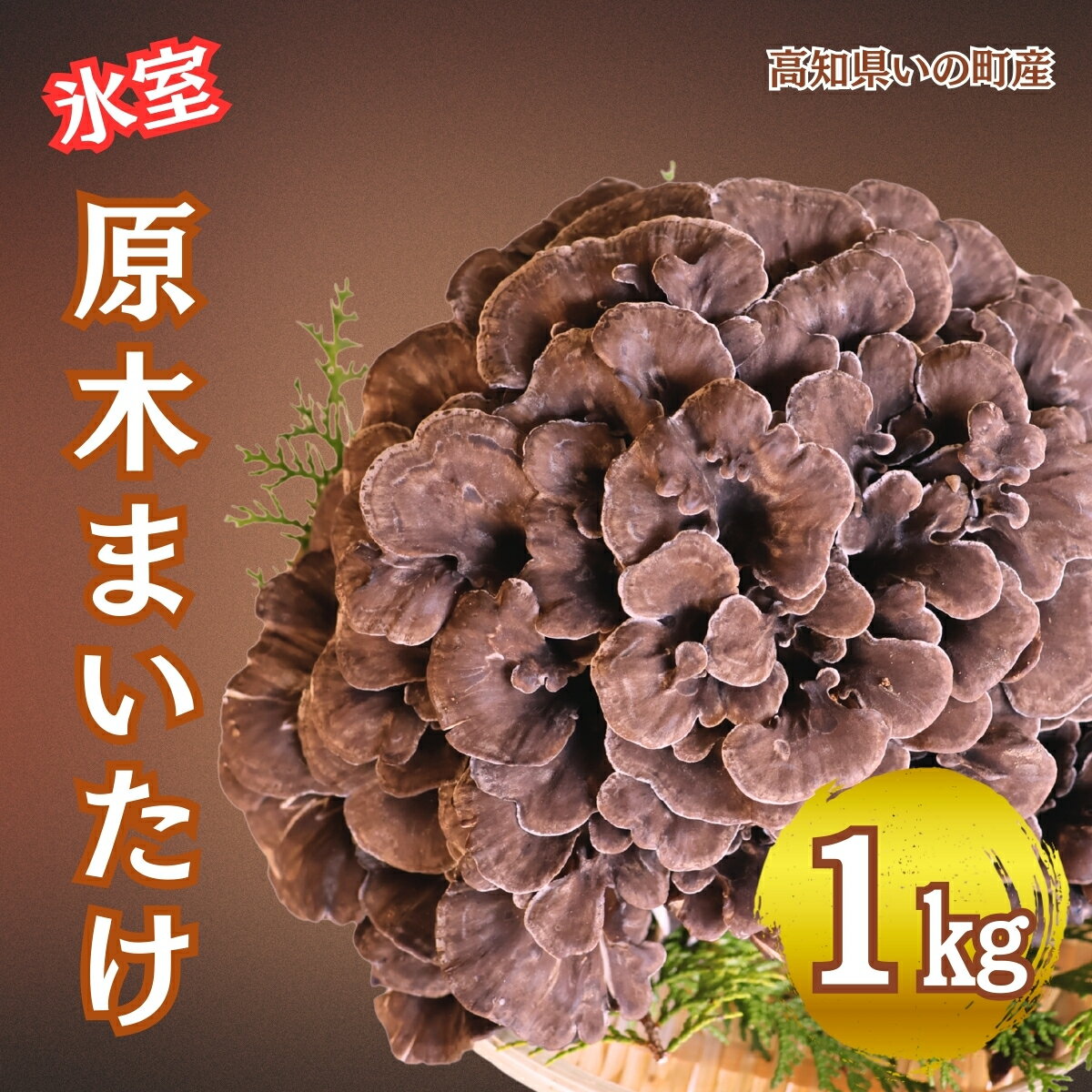 【ふるさと納税】いの町産　原木舞茸　1kg　【2025年事前予約】