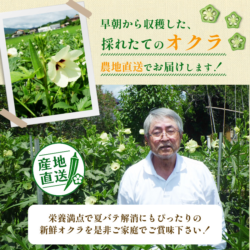 【6月下旬から発送】オクラ 500g 新鮮 朝採れ 選べる 容量 小分け おくら 朝どれ 野菜 夏 夏野菜 旬 サラダ 冷蔵 農地直送 国産 小松島市