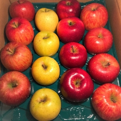 【青森ごのへ産】 もぎたてりんご 5kg(16～20玉)【配送不可地域：離島・沖縄県・中国・四国・九州】