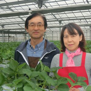 ＜先行予約/数量限定＞ 苺マルシェ 旬のいちご食べ比べセット 1箱(4パック入り) 所沢北田農園 | 埼玉県 所沢市 苺 いちご ストロベリー あまりん かおりん べにたま あきひめ 甘い 濃厚 おい