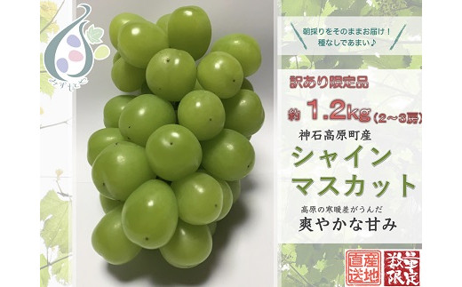 【令和8年発送分 / 先行予約】訳ありシャインマスカット　約1.2㎏　神石高原町産〈ご家庭用〉【みずもとや（田邉）】