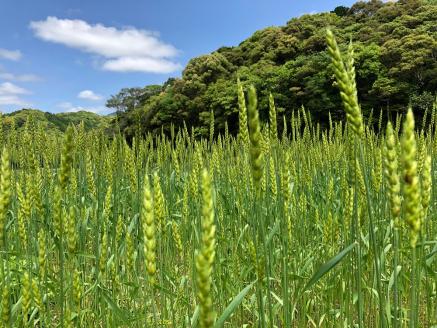 厳選国産素材の全粒粉マフィン（６種おまかせセット）アレルギー対応 有機栽培小麦使用 焼き菓子 おやつ 朝食【R00277】