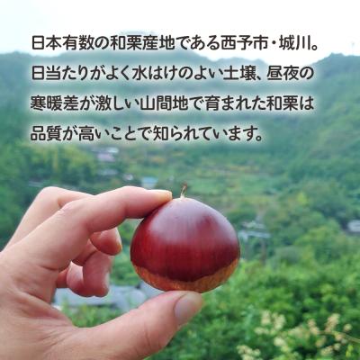 ふるさと納税 西予市 大粒生栗 3Lサイズ(約1kg)大きい 甘い産地直送 城川ファクトリー |  | 01