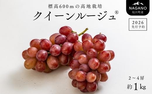 TK13-26A 【先行受付】 ぶどう クイーンルージュ® 約1kg ／ 2026年9月下旬～10月頃 配送予定 // 長野県 南信州 葡萄 ぶどう 新鮮 種なし 希少 甘い ルージュ クインルージュ