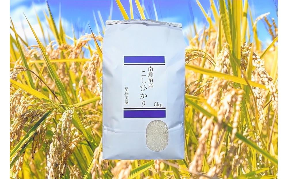 
            【ふるさと納税】【令和７年産新米予約】南魚沼産コシヒカリ５ｋｇ　塩沢産コシヒカリ【2025年10月上旬より順次発送予定】
          