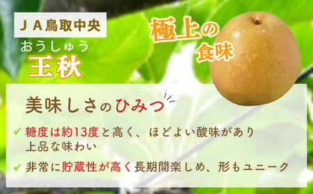 王秋 【倉吉産】5kg（JA鳥取中央） 梨 果物 フルーツ 王秋