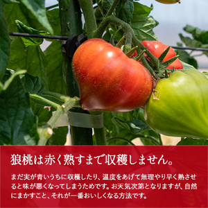 【先行予約／2025年2月下旬から発送】四万十育ち「狼桃」 糖度7度以上　竹タイプ（18～24個入）小箱 Fdf-07　／フルーツトマト しまんと 高知 贈答 ギフト プレゼント 贈り物 お取り寄せ 