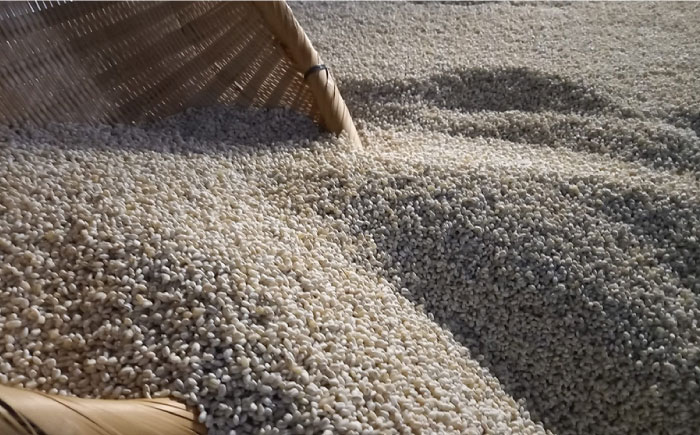 【12回定期便】本格 麦焼酎 青一髪 25° 1.8L×1本  / 酒 焼酎 南島原市 / 久保酒造場 [SAY016]_イメージ3