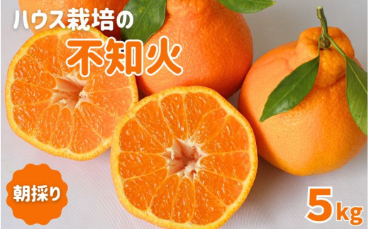 先行予約　紀州田辺産　木熟 ハウス栽培の不知火５kg ※箱込み ※3月中旬～4月中旬頃に順次発送予定【期間限定・3/1まで】 / 和歌山県 でこぽん デコポン 期間限定 柑橘  フルーツ 果物 紀州産 朝採り【kjt007】