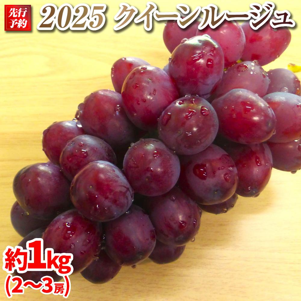 【ふるさと納税】2025 クイーンルージュ®　2房～3房　約1キロ　【10月初旬頃～順次発送予定】　長野県産　国際特許有機肥料栽培　 | 果物 ぶどう フルーツ クイーンルージュ ブドウ 高糖度 種なし おすすめ ギフト 送料無料 長野県 大町市