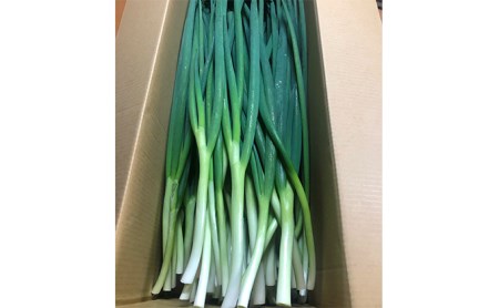 生産農家直送 京野菜・九条ねぎ3kg〈葱 野菜 京都 農家直送