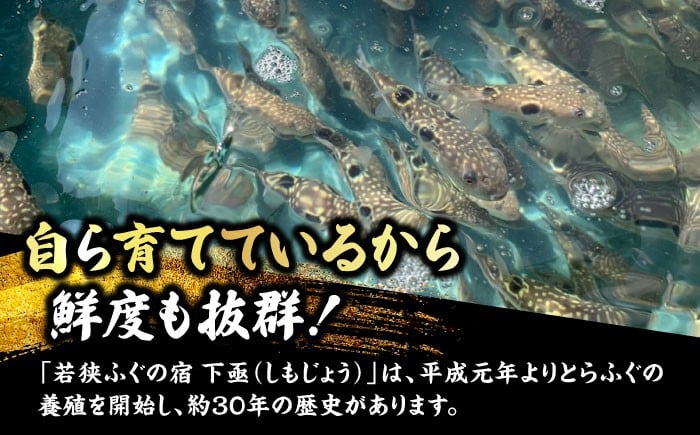 若狭ふぐ とらふぐ ふぐ刺し 福井 産地直送 フグ刺し 旬 てっさ  生産者