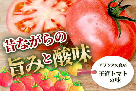 【先行予約】 たにぐちファーム とりこになるトマト 【3.5kg以上×4回定期便】【2024年12月から出荷】Ricotomato とりこになる トマト [定期便 野菜定期便 定期 野菜 トマト 新鮮