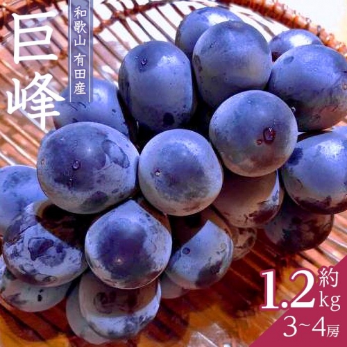 先行予約 和歌山 有田産 巨峰 1.2kg 3～4房 フルーツ 果物 【2024年8月中旬以降発送】
