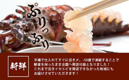 枕崎港水揚げ!　活〆冷凍 【伊勢海老】 2～4匹 計約2.2kg E0-14_魚介・海産物 伊勢海老 エビ いせえび 伊勢エビ_【配送不可地域：離島】【1470872】