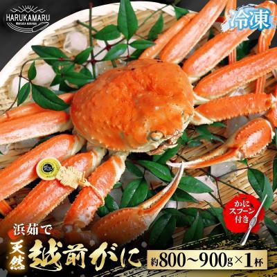 ふるさと納税 美浜町 ≪こだわり冷凍≫ 越前がに 約800g〜900g × 1杯(かにスプーン付き)