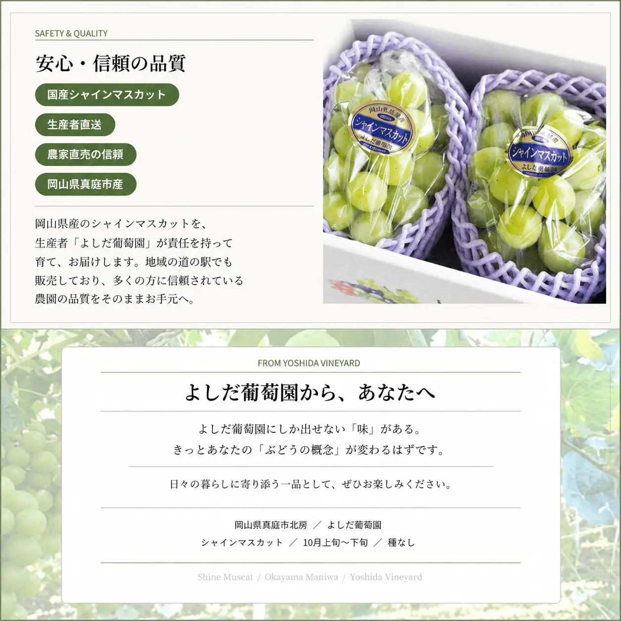 シャインマスカット【2026年先行予約】糖度18度以上 朝採れ 1kg (2房または3房) ぶどうの概念が変わる よしだ葡萄園の極上品【10月上旬～10月下旬頃に順次発送】 / ぶどう シャインマスカ