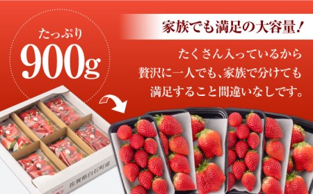 【先行予約】産地直送！旬のいちごをお届け！ 白石産 いちごさん 約150g×6パック（計900g以上）  /甘〜いいちご 大容量パックいちご イチゴ 苺  佐賀県産いちご ブランドいちご うつくしい色