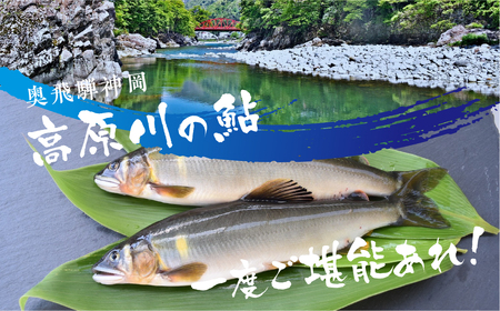 先行予約【令和7年7月末～9月上旬発送】高原川の天然鮎 10匹 たかはら鮎 鮎 あゆ アユ 川魚 魚 サカナ 天然 冷凍 アウトドア バーベキュー BBQ 魚   seas73