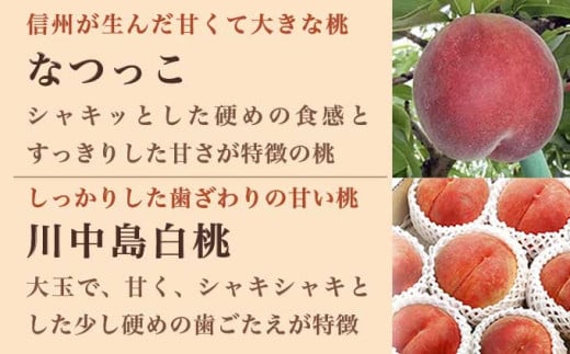 旬の白桃 約900g 2～4玉 ［小布施屋］ 長野県産 白桃 もも モモ フルーツ 果物 長野県産 信州産 クール便 冷蔵便 たまき なつき あかつき 川中島白鳳 川中島白桃など 令和8年産 【202