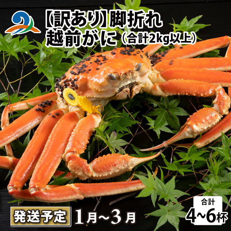 【ふるさと納税】【先行予約】【訳あり】越前がに 4～6杯 （合計2kg以上） 脚折れ【2026年1月～3月発送予定】/ 雄 ズワイガニ ずわいがに ズワイ蟹 越前ガニ ボイル 冷蔵 ご自宅用 カニ しゃぶしゃぶ 海鮮 カニすき カニ鍋 カニしゃぶ かに 国産 南越前町 送料無料