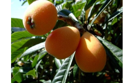 
初夏の実り「ビワ」
