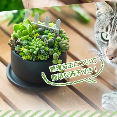 ふるさと納税 香南市 多肉植物 Mサイズ 多肉 寄せ植え 1個 pk-0005 |  | 02