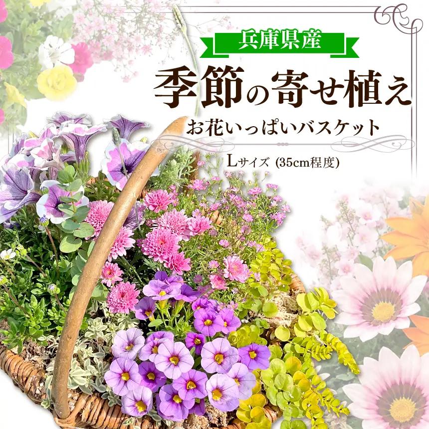お花一杯バスケット寄せ植え Lサイズ(35cm程度) 季節の寄せ植え | お花 フラワー バスケット ガーデニング 寄せ植え 兵庫県 上郡町