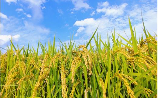 【令和7年産 新米】 真庭市産 蒜山米 あきたこまち 玄米 30kg / 真庭市 岡山県 令和7年産 2025年産 新米 玄米 数量限定 2025年9月下旬～順次発送予定 【agurih003-02】