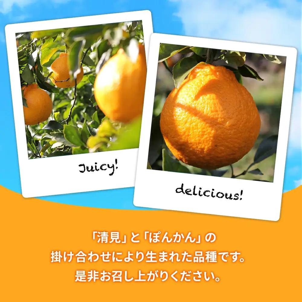 【先行予約】大村農園 みかん 不知火 5kg | 津久見市