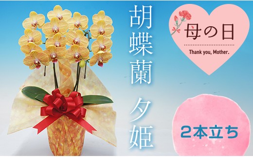 
                  【母の日ギフト】胡蝶蘭 夕姫 2本立ち ミディ 母の日 プレゼント お花 こちょうらん 鉢花 贈り物 フラワーギフト F21E-202
                