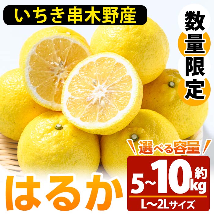 【ふるさと納税】＜先行予約受付中！2026年1月上旬頃より順次発送予定！＞《容量選べる！》池之上果樹園のはるか (約5kg / 約10kg) 国産 鹿児島県産 果物 柑橘 みかん ミカン 蜜柑 はるか 旬 フルーツ 果実 冬季 常温 箱 箱詰め 【池之上果樹園】