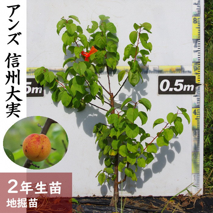 
            ＜すだ農園＞2年生 苗木 ◇アンズ(杏) 信州大実[地掘苗 2024年] ※2025年11月中旬～2026年4月下旬頃に順次発送予定 ※北海道・沖縄・離島への配送不可
          