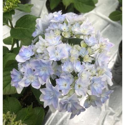 ふるさと納税 南相馬市 【2026年 先行予約】アジサイ 空海 5号 青系 | 紫陽花 あじさい ギフト 花苗 根本園芸