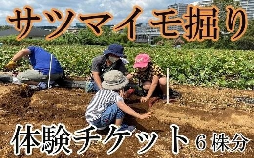 
                  サツマイモ掘り体験チケット（６株分）
                