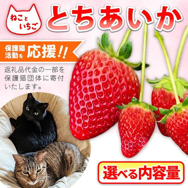 【ふるさと納税】＼選べる内容量／ねこといちご とちあいか｜いちご イチゴ 苺 栃木県 果物 フルーツ 動物　猫 ネコ CAT キャット 保護 愛護 支援 ※2026年12月～発送