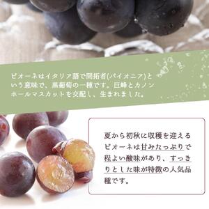 ピオーネ 約2kg　紀州和歌山 かつらぎ産