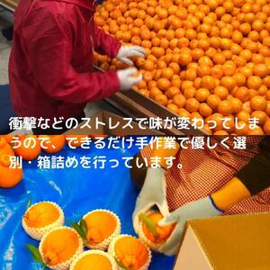 みかん満足セットM | 定期便 全3回 フルーツ みかん 不知火 みかんバター 12月～2月