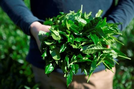 有機緑茶を飲み比べ!髙橋製茶の「みのりの茶」ギフトセット