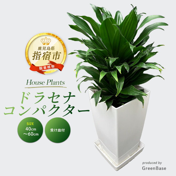 【ふるさと納税】ドラセナ・コンパクター(鉢底より40cm～60cm)南国鹿児島県で育った観葉植物！ ※北海道・沖縄・離島配送不可※ ドラセナ 植物 鉢付 インテリア 室内 オフィス おしゃれ プレゼント ギフト 開店祝い 移転祝い マイナスイオン【GreenBase】