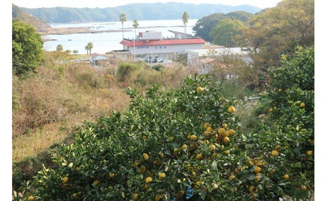 【先行予約】＜訳あり＞オレンジ園の土佐文旦10kg 柑橘 フルーツ みかん ザボン ぶんたん 【R01086】