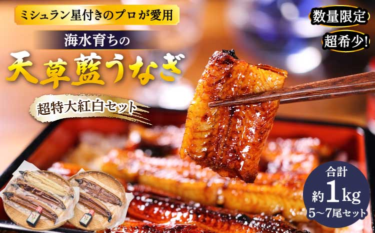 うなぎ  【ミシュラン1つ星店 採用】数量限定!! 海水育ちの天草藍うなぎ 超特大 紅白 5〜7尾 セット【合計約1kg】蒲焼き 白焼き 鰻重 鰻丼 鰻 蒲焼き ギフト
