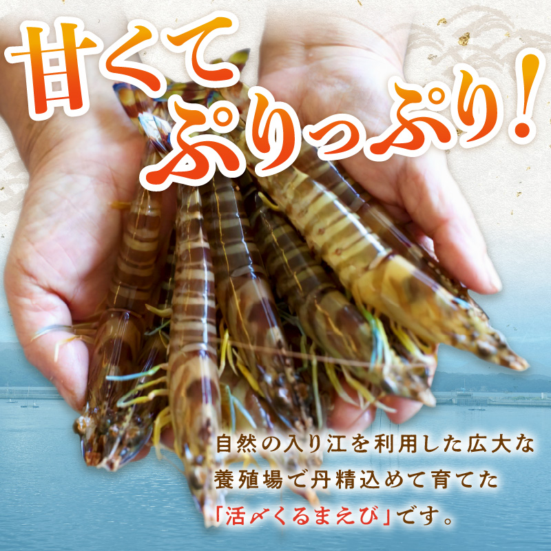 生食用冷凍活き〆福島くるまえび500ｇ【B2-134】