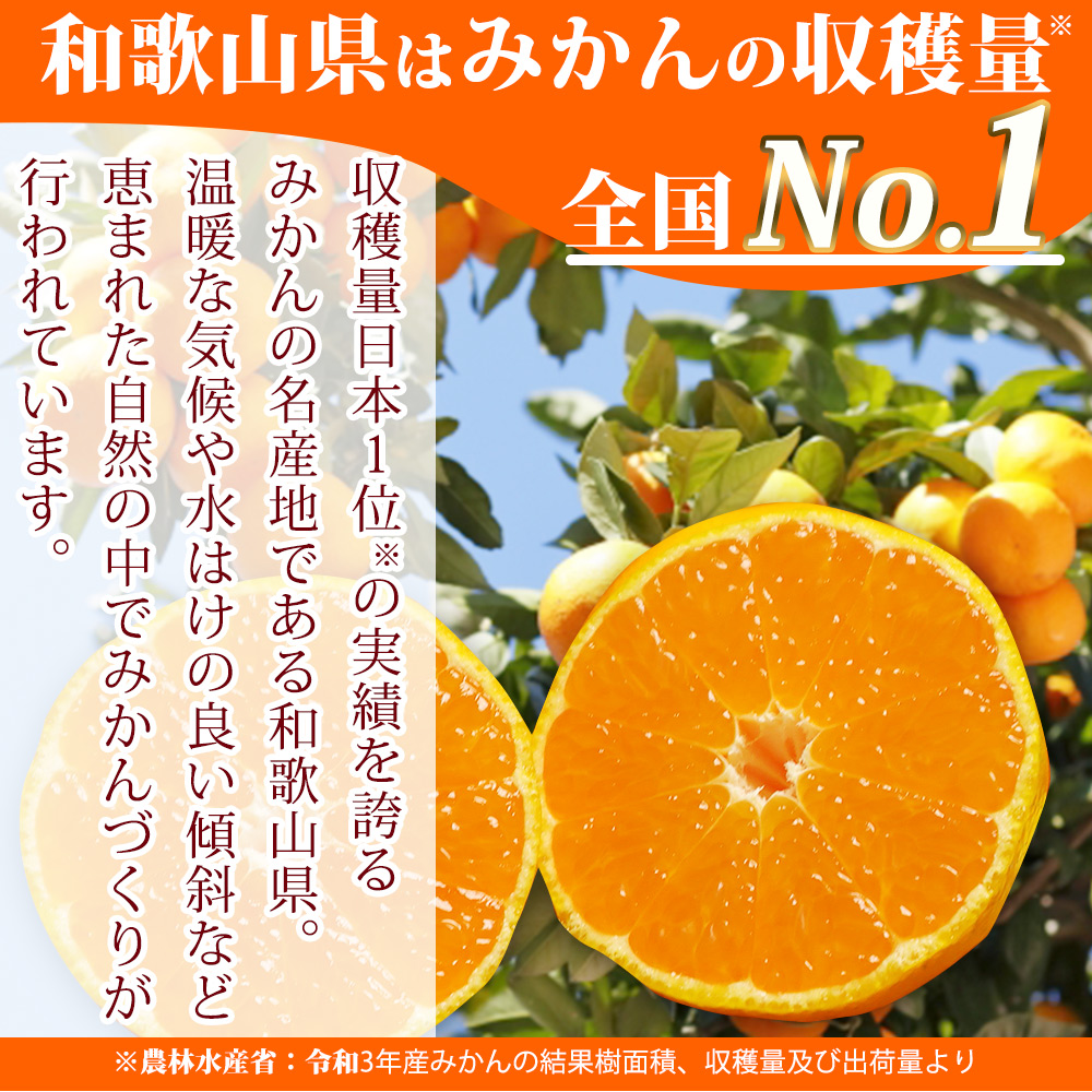 G7341_【2025年 先行予約】高級ブランド 田村みかん 10kg