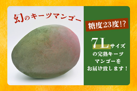 《2025年7月下旬～8月下旬発送》【先行予約】最高糖度23度！？ 完熟！7Lサイズ 幻のキーツマンゴー【 沖縄 石垣島 石垣 八重山 マンゴーキーツマンゴー 期間限定 数量限定 沖縄県 石垣島産 完